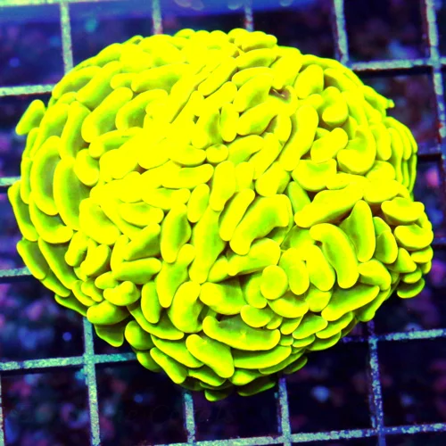 4x4 BRANCHING HAMMER-HIGHLIGHTER NEON YELLOW ULTRA COLORED AUSSIE BRANCHING HAMMER