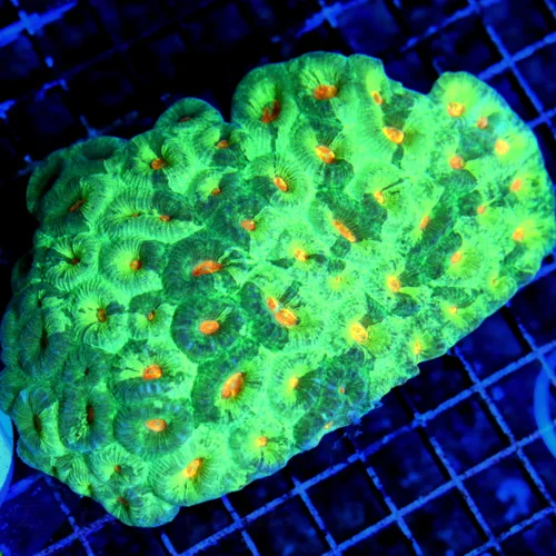 6x4.5 XXL FAVIA-GLOWING ORANGE EYED ULTRA COLORED MULTICOLOR GREEN SHOWPIECE FAVIA