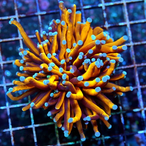 4.5x4.5 TORCH CORAL - EXTREMECORALS FAMOUS BOOK QUALITY "RADIOACTIVE" ORANGE/GOLD BLUETIPPED TORCH
