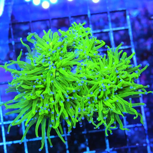 6X5 XXL TORCH-SCOTT'S HANDPICKED ULTRA GLOWING TOXIC GREEN NEON BLUE TIPPED COTTON CANDY