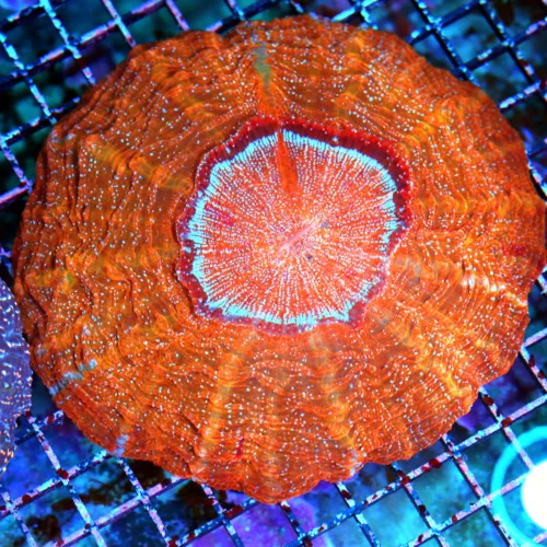 8X8 XL ACANTHOPHYLLIA-SCOTT HANDPICKED ULTRA COLORED ULTRA GRADE RAINBOW ACANTHOPHYLLIA SPECTACULAR