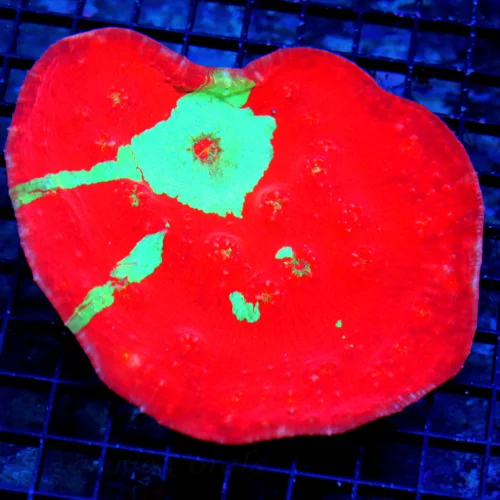 5.5x5.5 ULTRA ECHINOPHYLLIA-SCREAMING NEON NEON RED ULTRA COLORED WICKED MULTICOLORED PERFECT CHALIC