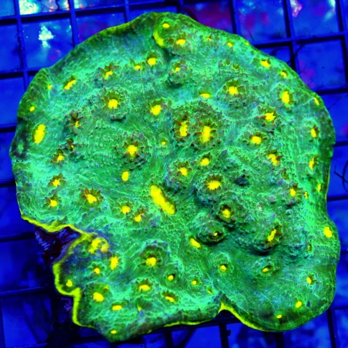 5X5 ULTRA YELLOW RIMMED ECHINOPHYLLIA-UNREAL YELLOW EYED ULTRA COLORED YELLOW RIMMED COLLECTORS PIEC