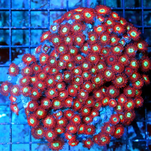 5x5 MAGICIAN PALYTHOAS-COLLECTORS ITEM ULTRA ULTRA COLORED VERY RARE MAGICIAN PALYTHOAS-AWESOME