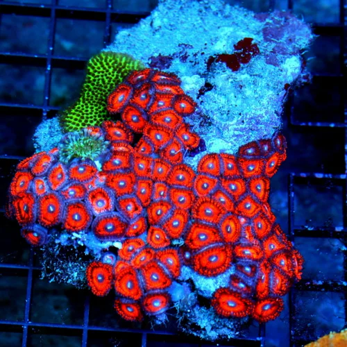 5.5X4.5 ULTRA ZOANTHID-"KED RED'S ULTRA RED ZOANTHIDS" AWESOME SPECIMEN WITH COMBO EXTRA CORAL