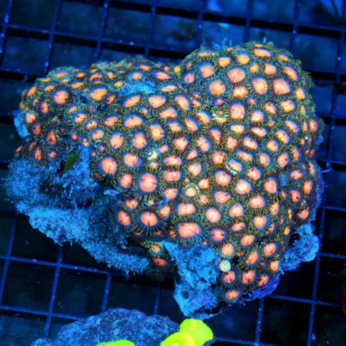 5.5X5 LARGE ZOANTHIDS-BEAUTIFUL ULTRA COLORED VERY VERY RARE COLORED INDO ZOANTHID-ULTRA FIRE!!!