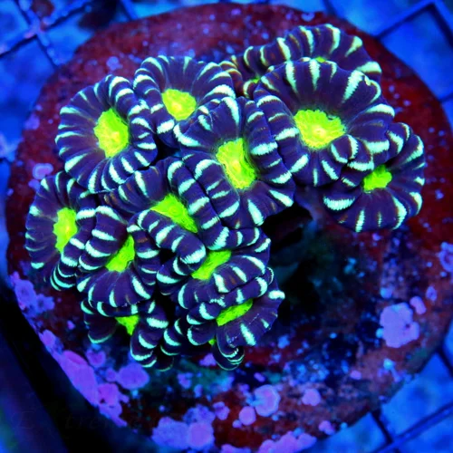 4X3 CANDY CANE-VERY VERY HARD TO GET GREEN ALIEN EYED PURPLE WITH INSANE WHITE STRIPED ULTRA CANDY C