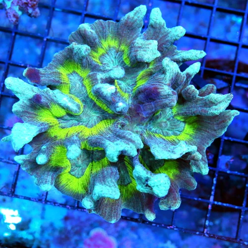 4.5X4 ULTRA PECTINIA-CRAZU BLUE AND ULTRA GREEN VERY VERY RARE COLORED SHOWPIECE INDO PECTINIA-INCRE