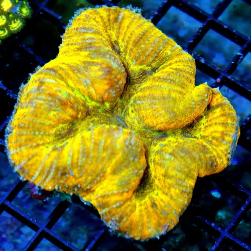 4x4 LOBOPHYLLIA-OUTRAGEOUS ULTRA NEON ORANGE YELLOW ONE OF A KIND COLOR ULTRA GRADE LOBOPHYLLIA