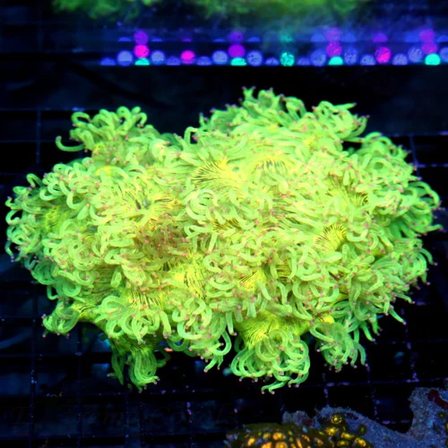 8X7 XL ULTRA ELEGANCE-GLOW IN THE DARK ULTRA NEON YELLOW HANDPICKED PINK TIPPED ULTRA ELEGANCE-STUNN