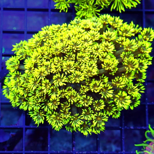 5X4 XL GONIOPORA-SUPER RED ALIEN EYED ULTRA GLOWING YELLOW SHOWPIECE GONIOPORA-SPECTACULAR