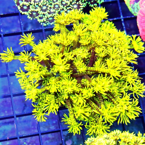 4.5X4.5 LARGE ULTRA GONIOPORA-GLOW IN THE DARK NEON NEON YELLOW SCOTT'S HANDPICKED GONIOPORA-AWESOME