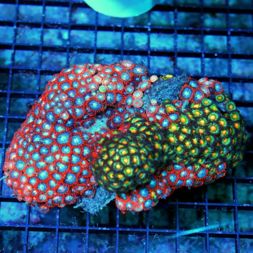 6X5 XLZOANTHIDS-VERY RARE VERY HARD TO GET MULTICOLORED ULTRA INDO ULTRA ZOATHIDS