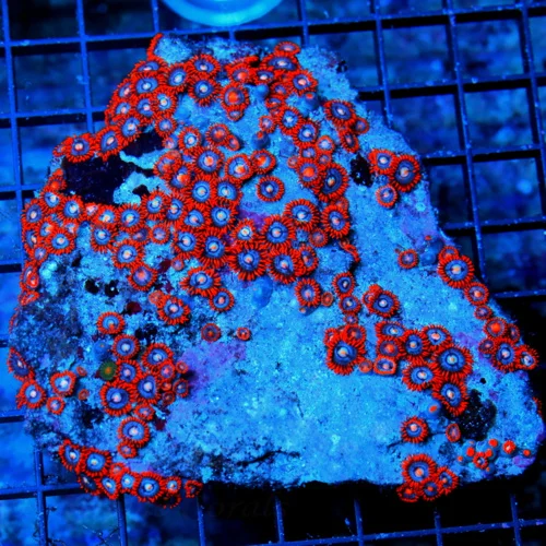 5X4.5 XL ULTRA ZOANTHIDS-ULTRA RED BLUE RINGED SHOWPIECE INDO ZOANTHIDS-ONE OF MY FAVORITE COLORS