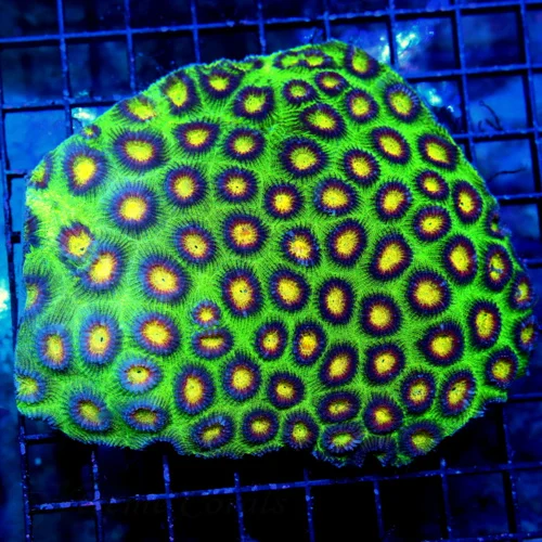 5.5X5 FAVIA-SCOTT'S HANDPICKED TRICOLORED YELLOW EYED ULTRA ULTRA XL FAVIA-TOTALLY INCREDIBLE COLOR