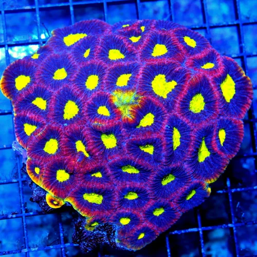 5X5 XL FAVIA-INSANE YELLOW RIMMED DRAGON SOUL XL ULTRA COLORED FAVIA-COLOR IS EXTREMELY BRIGHT!!
