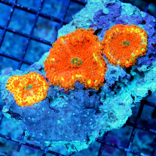 4.5X4 RICORDIA YUMA COLONY-THESE ARE IMPOSSIBLE TO GET COLOR IS SUPER RARE!!!!