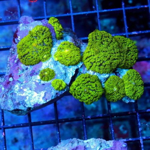 4.5X3.5 RHODACTIS MUSHROOM-VERY NICE EMERALD GREEN FULLY COVERED RHODACTIS MUSHROOM COLONY