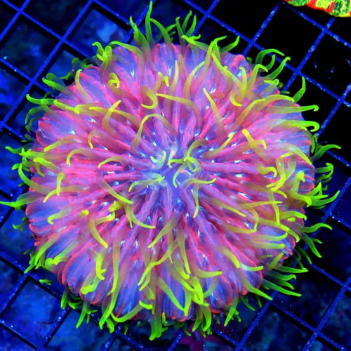 4.5X4.5 PLATE-ULTIMATE COLLECTORS ITEM ZOMBIE APOCALYPSE DIASERIES PLATE-HOLY GRAIL