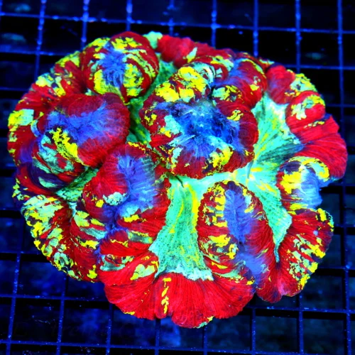 5.5X5.5 XXL RAINBOW WELLSOPHYLLIA-SOME OF THE BEST RAINBOW WELLSOS I HAVE SEEN IN YEARS-EPEC COLORS!