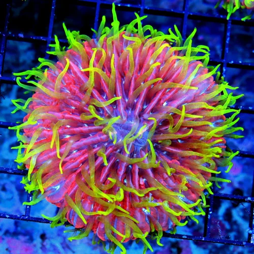 4X4 PLATE-ULTIMATE COLLECTORS ITEM ZOMBIE APOCALYPSE DIASERIES PLATE-HOLY GRAIL