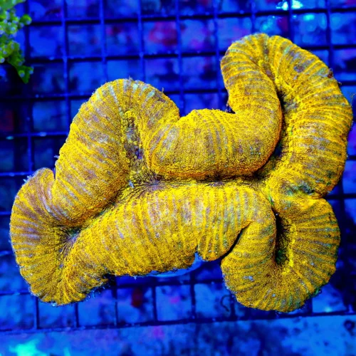 6X5 XXL ULTRA LOBOPHYLLIA-COLOR IS INSANE SUPER ORANGE ULTRA GRADE LOBOPHYLLIA-VERY VERY SPECIAL