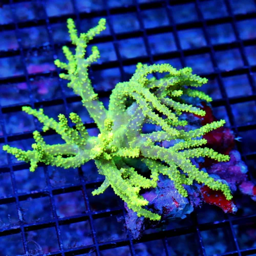 5.5X5.5 SINULARIA SPAGHETTI LEATHER-SUPER NICE NEON YELLOW SPAGHETTI LEATHER!!