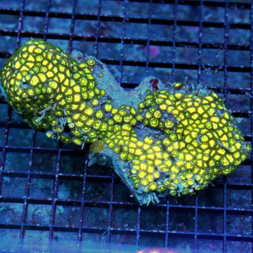 7X4 ULTRA ZOANTHIDS-YOU CAN SEARCH FOR THESE ZOANTHIDS FOR A LONG TIME AND YOU WILL NOT FIND THIS CO