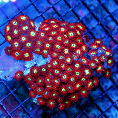 5X4.5 MAGICIAN PALYTHOAS-COLLECTORS ITEM ULTRA ULTRA COLORED VERY RARE MAGICIAN PALYTHOAS-AWESOME