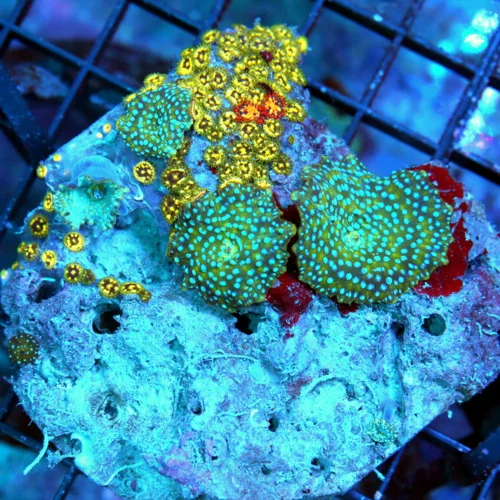 4X4 COMBO DISCOSOMA MUSHROOM RARE ZOANTHIDS-VERY VERY HARD TO GET BLUE SPOTTED DISCOS WITH ULTRA RAR