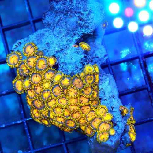 3.5X2.5 VERY RARE ZOANTHIDS-THESE ZOANTHIDS ARE EXTREMELY RARE COLOR-DEFIANTE COLLECTOR PIECE