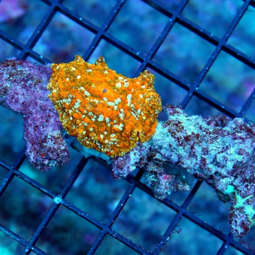 3" DISCOSOMA MUSHROOM-COLLECTORS ITEM GOLD DISCOSOMA MUSHROOM-VERY VERY HOTT!! VERY RARE!