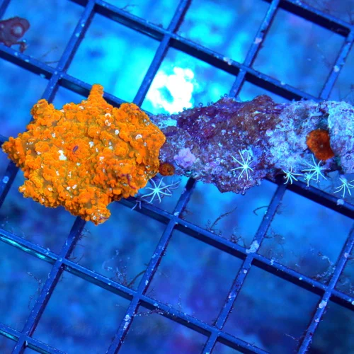 3" DISCOSOMA MUSHROOM-COLLECTORS ITEM GOLD DISCOSOMA MUSHROOM-VERY VERY HOTT!! VERY RARE!