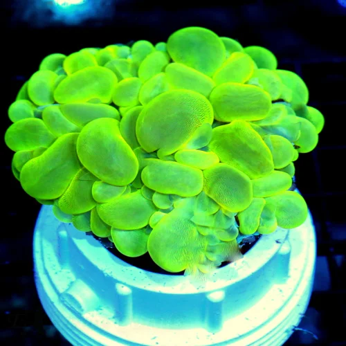 4.5X4 BUBBLE-INCREIBLE ULTRA NEON GLOWING GREEN YELLOW ULTRA COLORED BUBBLE CORAL