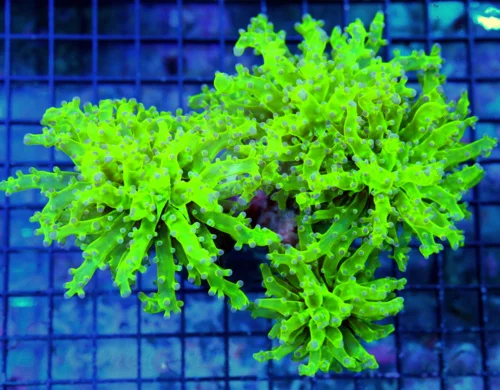 6X5 XXL FROGSPAWN-ONE OF MY FAVORITES-OLD SCHOOL BRANCHING NEON GREEN BLUE TIPPED XL FROGSPAWN AWESO