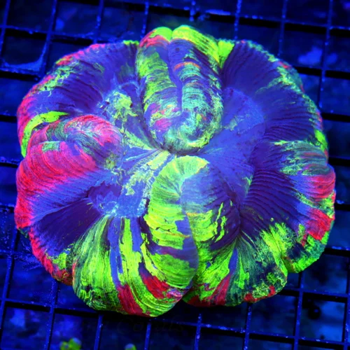 5X4 ULTRA COLLECTOR WELLSOPHYLLIA-THIS IS A 10 OUT OF 10 IF YOU WANT A TRUE ULTRA COLLECTOR PIECE HE