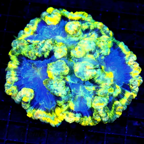 4.5X4.5 WELLSOPHYLLIA-SCREAMING NEON GREENYELLOW BLUE PURPLE ULTRA COLORED SHOWPIECE WELLSOPHYLLIA