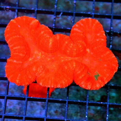 4.5S4 LOBOPHYLLIA-SCREAMING FIREENGINE RED CHERRY BOMB ULTRA COLORED LOBOPHYLLIA-VERY NICE!