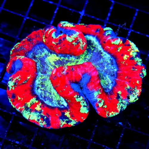 5X4 RAINBOW WELLSOPHYLLIA-THIS IS MY FAVORITE NEON RED WELLSOPHYLLIA I HAVE SEEN THIS YEAR! COLOR IS