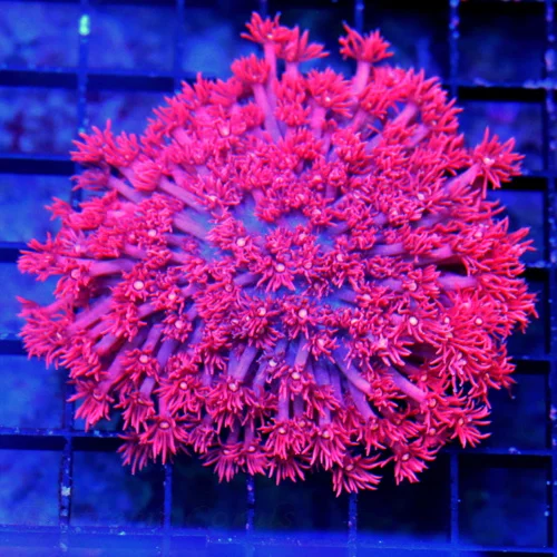 4.5X4 LARGE GONIOPORA-SUPER NEON PURPLE TENTACLED ULTRA ULTRA RED AUSSIE SHOW GONIOPORA-SPECTACULAR