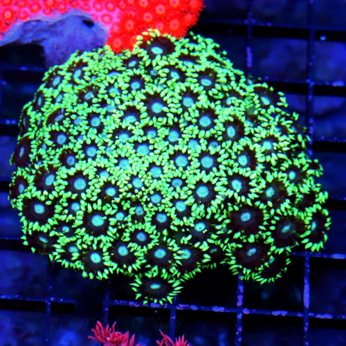 4.5X4 GONIOPORA-ULTRA BLUE JEWELED EYED ULTRA GRADE HANDPICKED GONIOPORA-BEAUTIFUL ULTRA COLOR SPECI