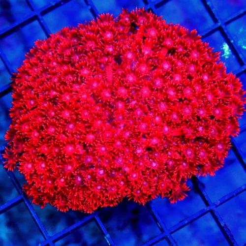 4.5X4.5 COLLECTOR ULTRA GONIOPORA-IF YOU ARE LOOKING FOR SUPER BRIGHT NEON NEON RED AUSSIE GONI THIS