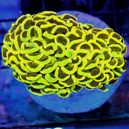 4.5 4 HAMMMER-VERY VEYR NICE MULTICOLORED NEON ORANGE TIPPED ULTRA COLORED AUSSIE HAMMER