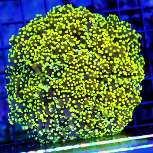 5X5 OCTOSPAWN-ONE OF MY FAVORITE COLORED OCTOSPAWN PURPLE TENTACLED ORANGE TIPPED-THESE ARE AWESOME