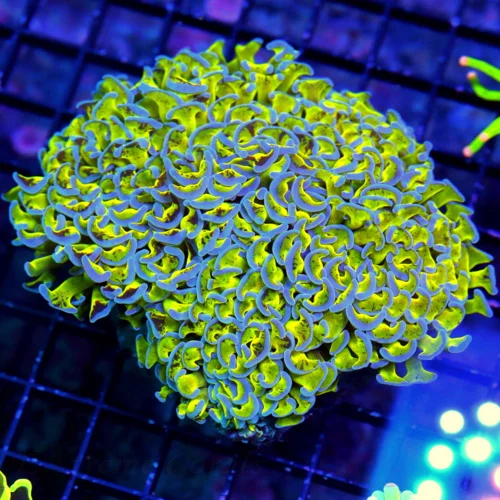 5.5X5.5 XXL HAMMER-NEON ULTRA LEMONLIME ULTRA YELLOW BLUE TIPPED SHOWPIECE HAMMER-I LOOOVE THIS COLO