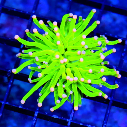 MALAYASIAN PINK TIPPED HOLY GRAIL TORCH-THIS ARE THE HOTTEST TORCH ON THE MARKET-SPECTACULAR COLOR!!