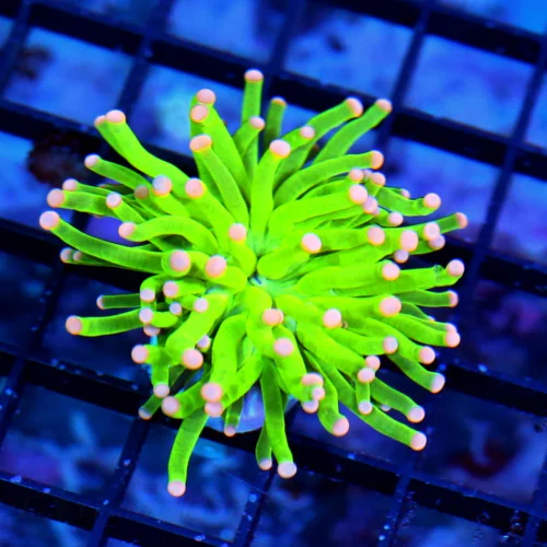 MALAYASIAN PINK TIPPED HOLY GRAIL TORCH-THIS ARE THE HOTTEST TORCH ON THE MARKET-SPECTACULAR COLOR!!