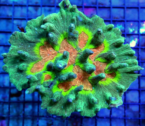 5.5X5 XXL HANDPICKED PECTINIA-TOTALLY INASE SPAVE INVANDER ORANGE EYED ULTRA GRADE PECTINIA-CENTERPI