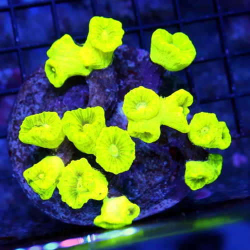 4.5x4.5 CANDY CANE CORAL - ULTRA COLORED "KRYPTONITE" CANDY CANE CORAL