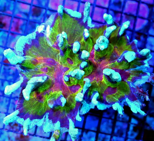 6x5 XXL ULTIMATE SHOWPIECE PECTINIA-BOOK QUALITY COLLECTORS ITEM-VERY RARE BLUE PURPLE REDBLUE PECTI